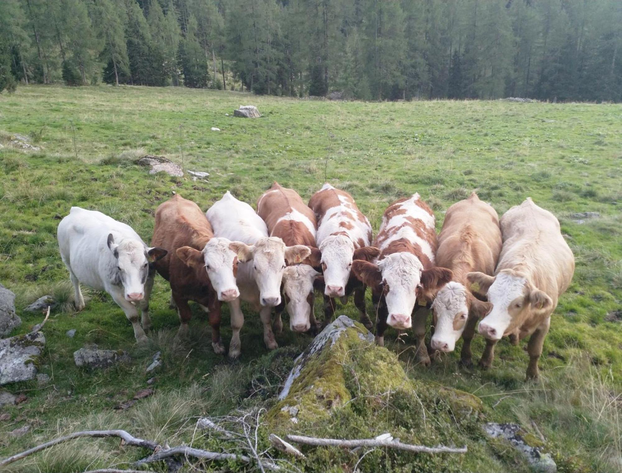 Haufhof-Pension Am Bauernhof, Haus Im Ennstal Bei Schladming Kültér fotó